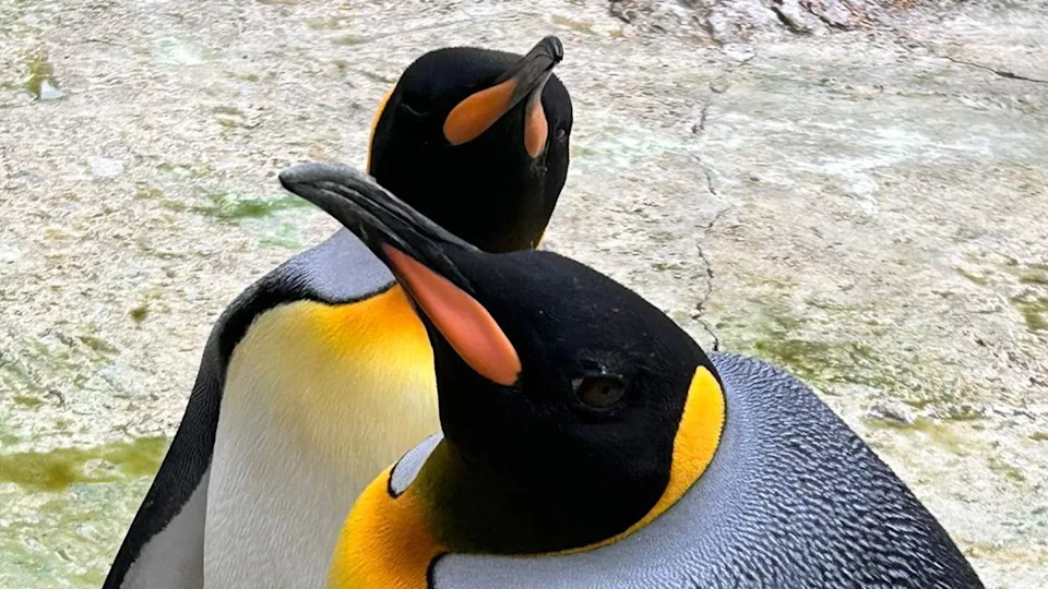 Britain's First King Penguin Chick in Over a Decade Hatches — Right in the Middle of a Heatwave